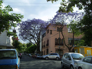 Blossom in Mexico City