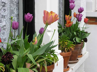 My neighbour's tulips