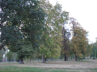 Hyde Park - trees