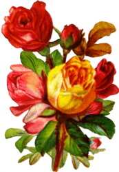 [colorful-roses.jpg]