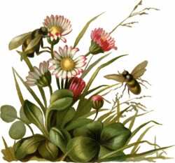[bees-flowers.jpg]