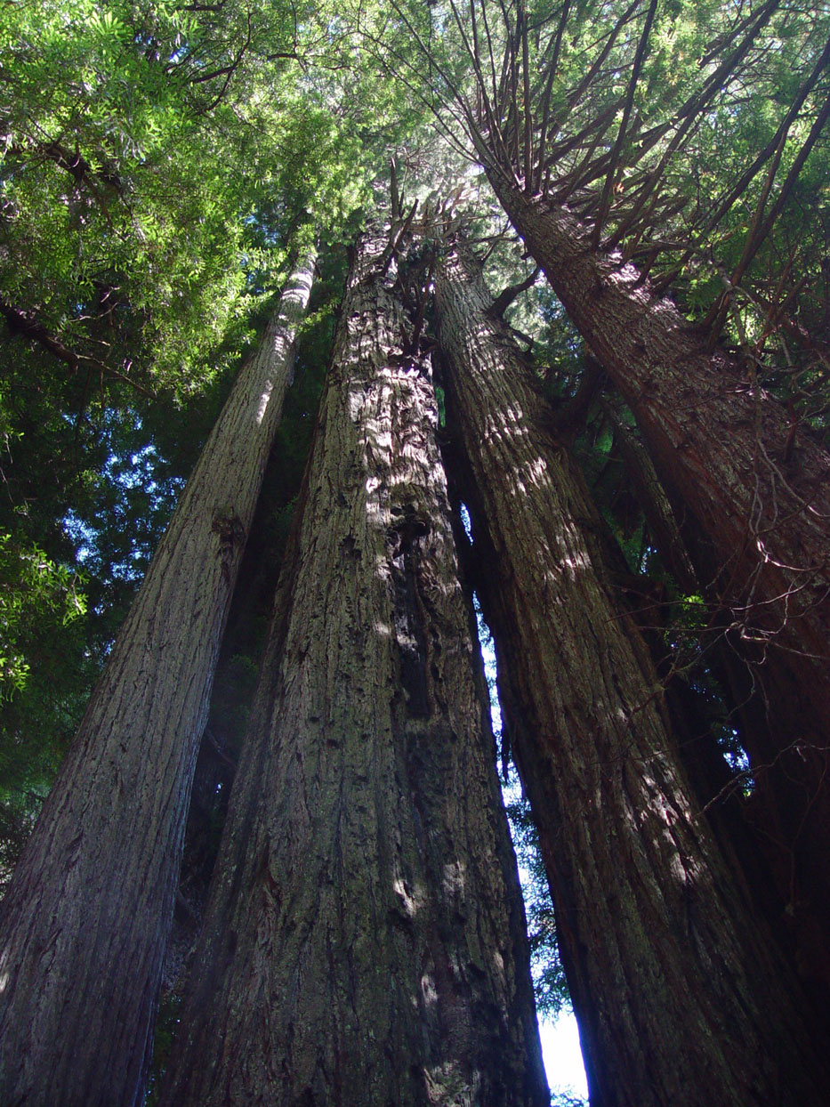 [redwood4.jpg]
