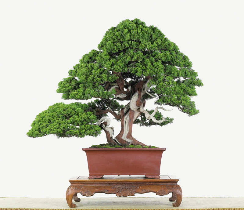 [bonsai+sidiao+6.jpg]