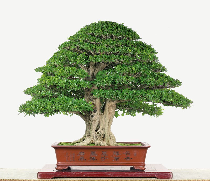 [bonsai+sidiao+9.jpg]