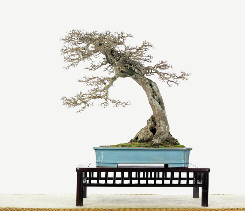[bonsai+sidiao+12.jpg]