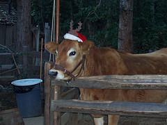 [christmas+cow.jpg]