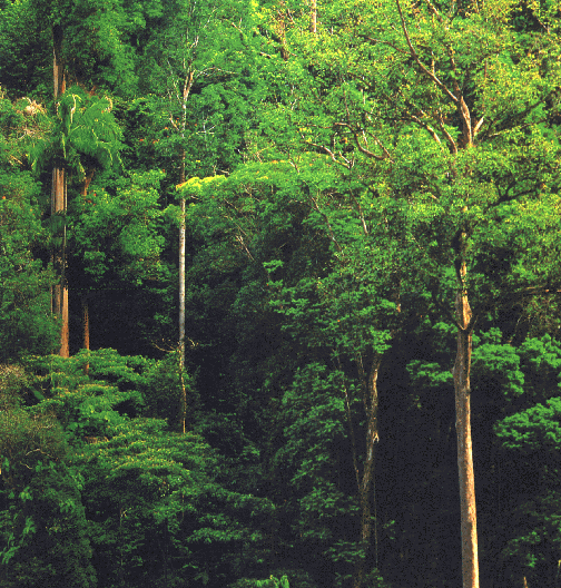 [malaysian+rainforest.gif]