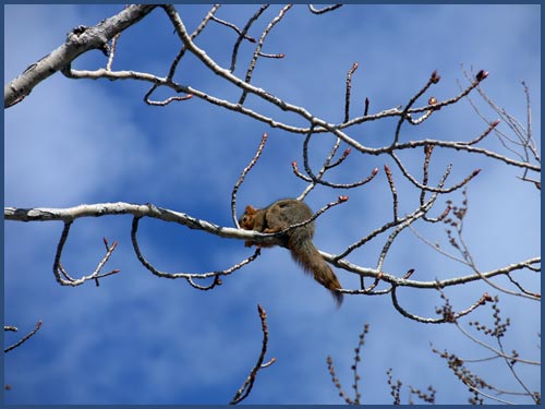 [squirrel-tree.jpg]