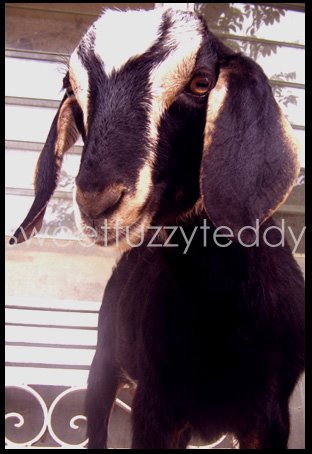 [The+Goat+by+sweetfuzzyteddy.jpg]