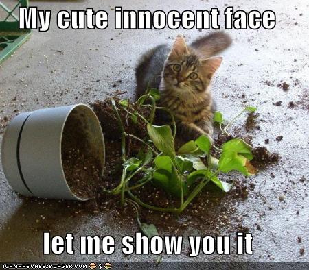 [funny-pictures-kitten-plant-innocen-face.jpg]
