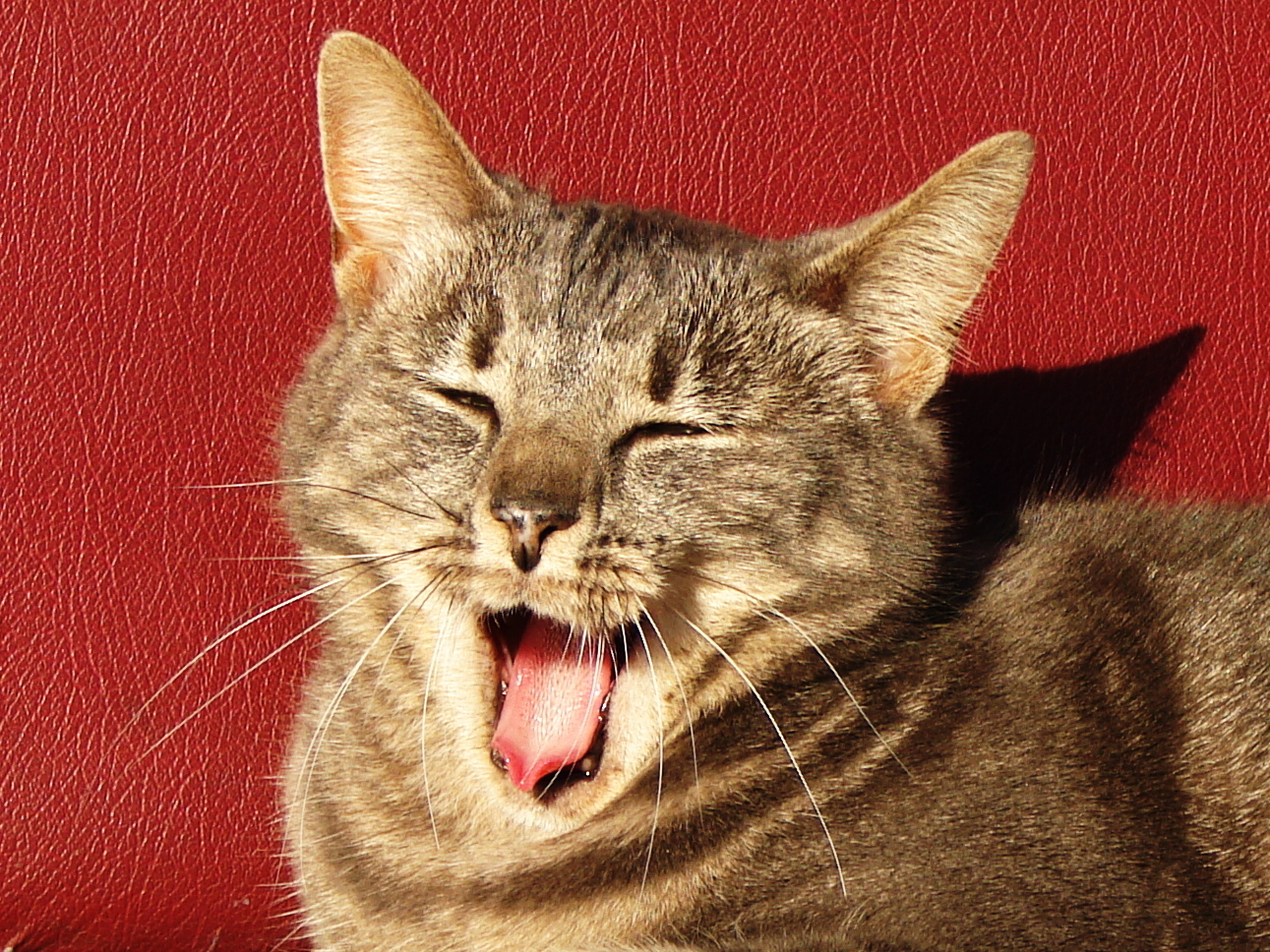 [kitty+yawn.jpg]