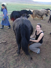 milking a yak-mongolia