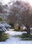 [olive+tree+snow+1.jpg]