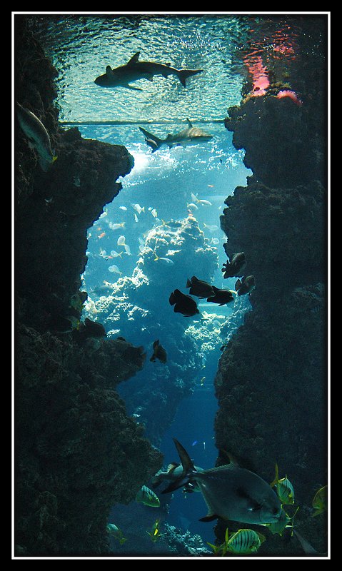 [UnderwaterworlddeAlexanderSanin.jpg]