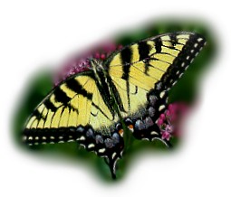 [Butterfly+Image.jpg]