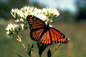 [Monarch-Butterfly.jpg]