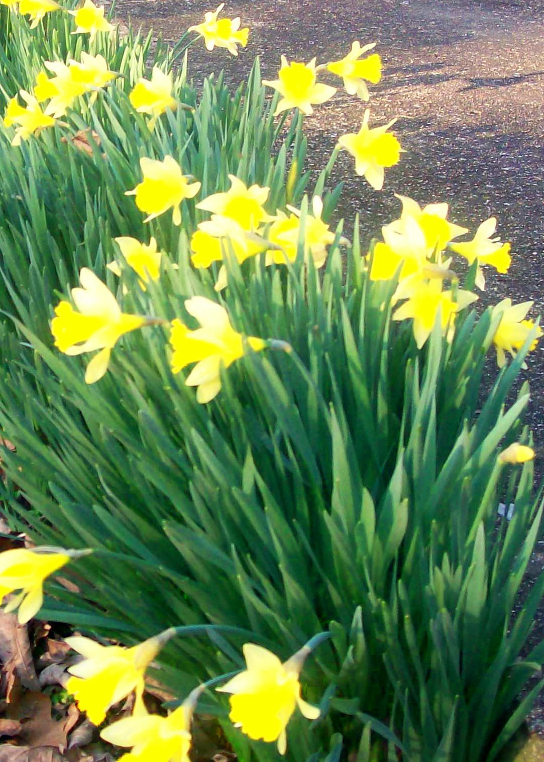 [daffodils+2.jpg]
