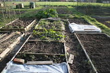 Our Allotment