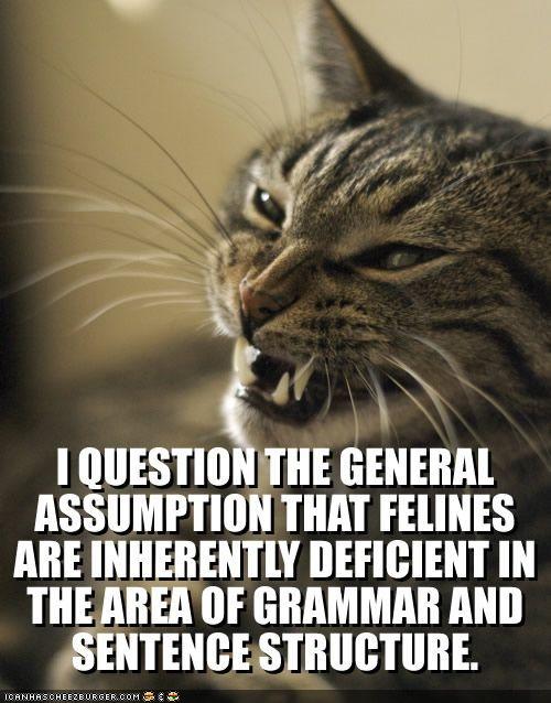 [funny-pictures-angry-cat-questions-lolspeak.jpg]