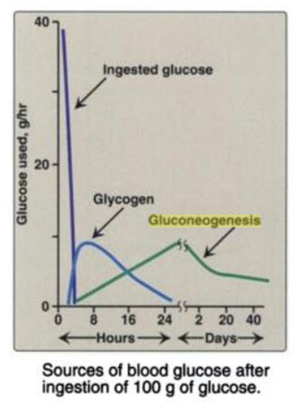 [Gluconeogenesis--Time+Course.BMP]