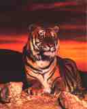 [Tiger-at-Sunset-Print-I10001330.jpg]