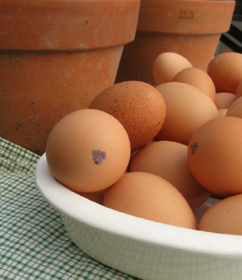 [brown-eggs-reduced-for-quick-sale-how-to-save-money-on-eggs-at-the-grocery-store.jpg]