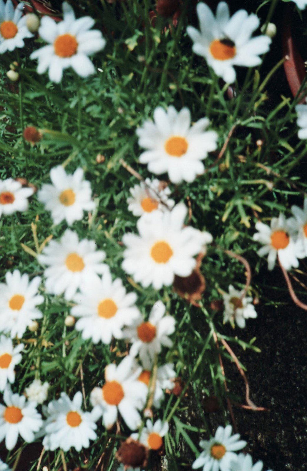 [daisys.jpg]