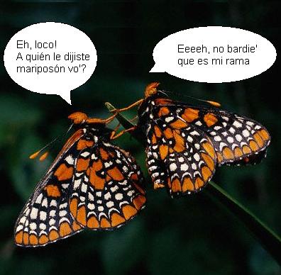 [mariposas+(1)_oveja.jpg]
