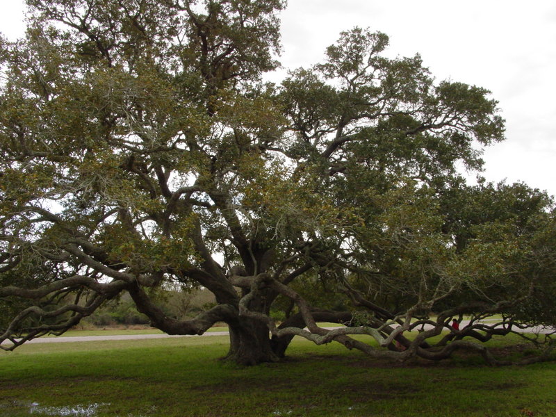 [Grand+Old+Tree+Lake+Texana+State+Park.jpg]