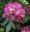 [washington-rhododendron.jpg]
