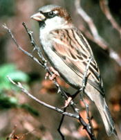[sparrow.jpg]
