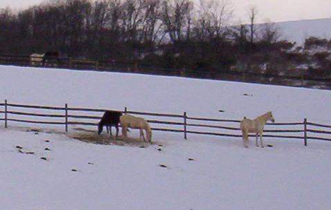 [horses+in+the+snow.JPG]