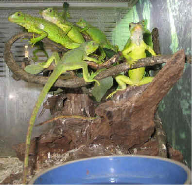 [iguanas.jpg]