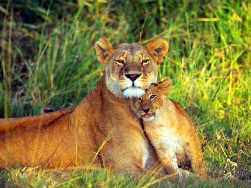 [lioness-and-lion-cub.jpg]