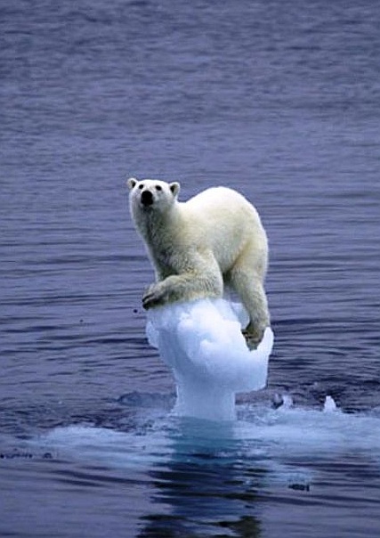 [Eisbär+und+Klimawandel.jpg]