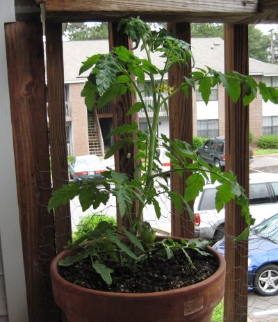 [balcony_tomato-plant.jpg]