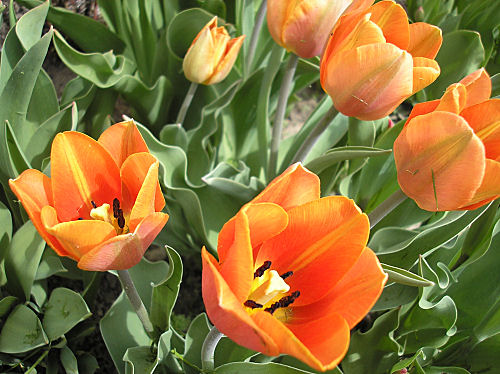 [tulips_2.jpg]