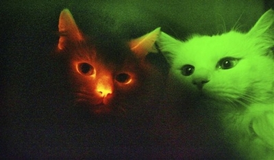 [Glow+kittehs.jpg]