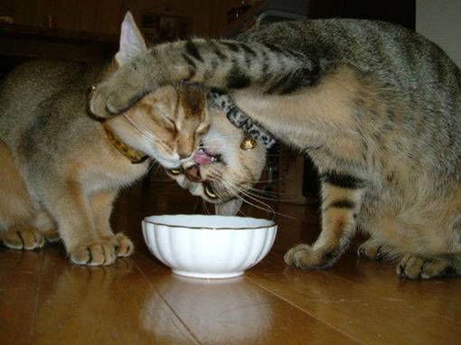 [kittehs+eating.jpg]