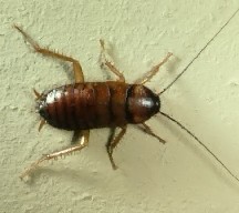 [american_cockroach.jpg]