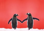 [Gentoo-Penguin-pair-holding-hands-with-red-background.jpg]