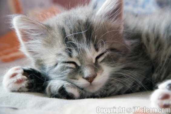 [sleeping_kitten.jpg]