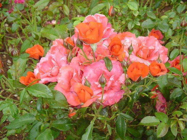 [Rose+Garden+08w.jpg]