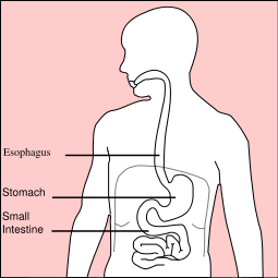 [255px-Stomach_diagram.svg.png]