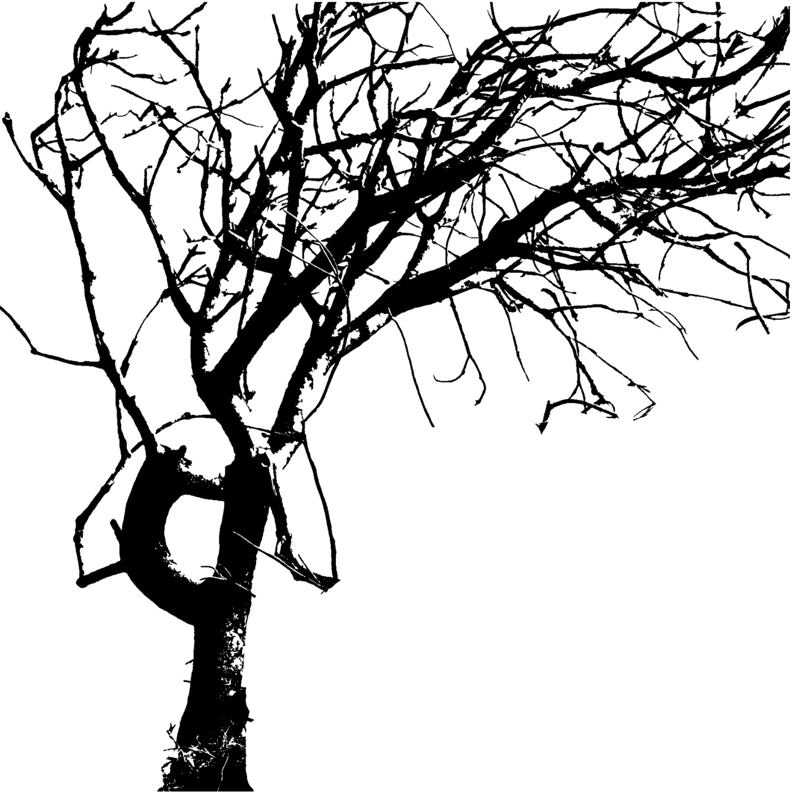 [tree3.jpg]