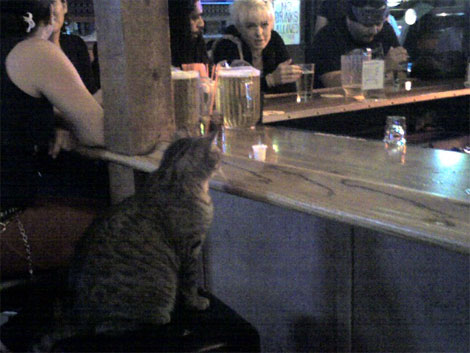 [tavern_cat.jpg]