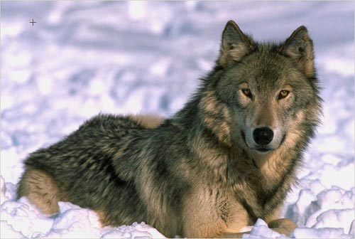 [wolf-color-photo.jpg]