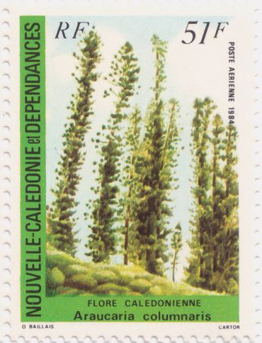 [Araucaria+columnaris+N-Caledonie.jpg]