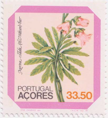 [Azorina+vidalii+Açores+SFW.jpg]