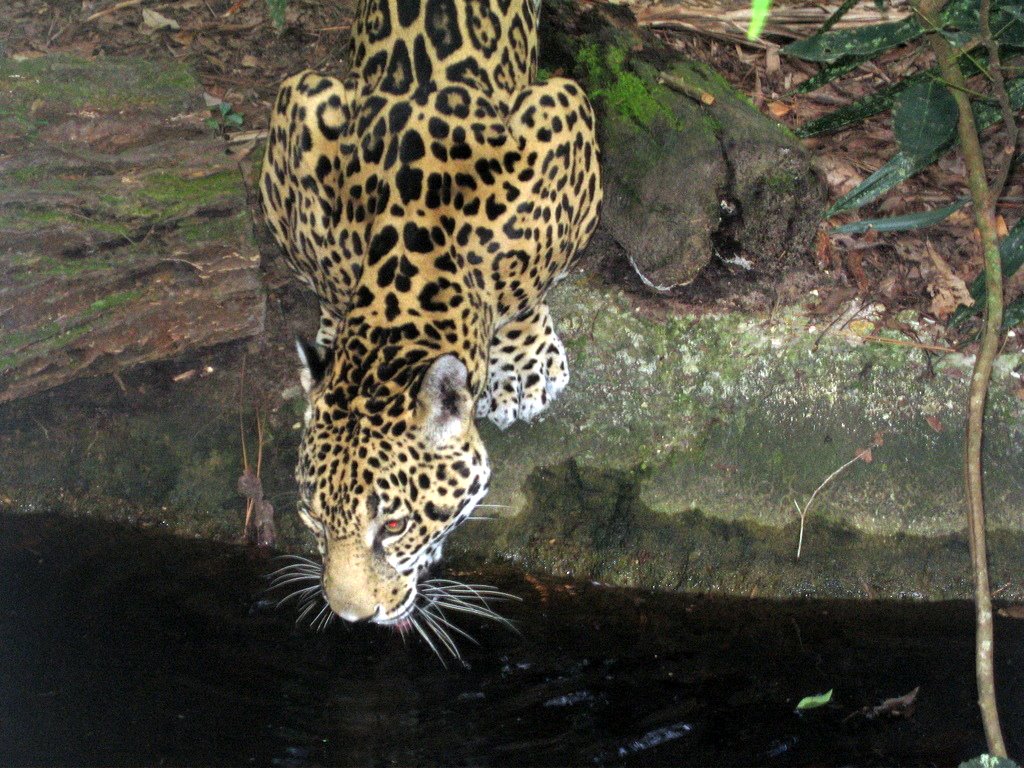 [Jaguar2.jpg]